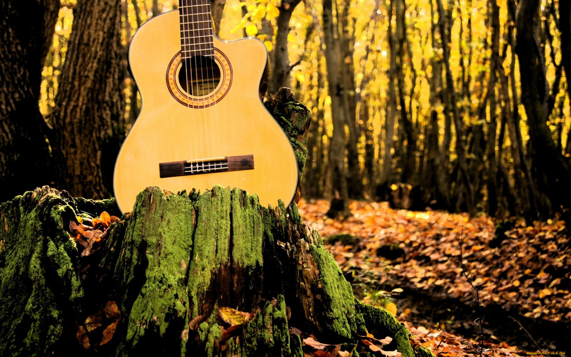 Акустическая гитара в природе